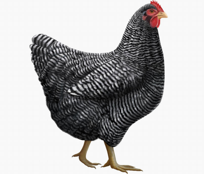 Carolyn Betty-Loes Guske 版权