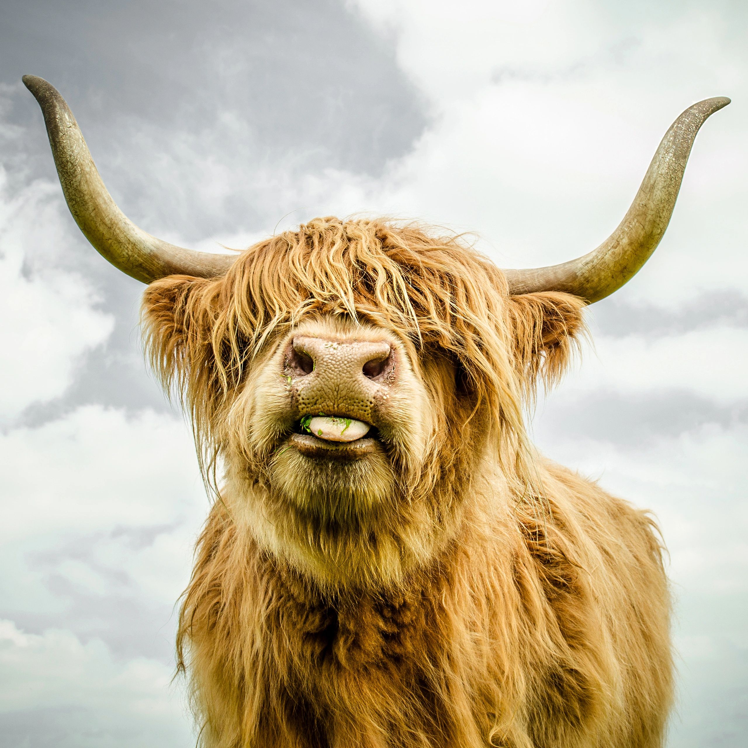 Mark Gemmell 版权画