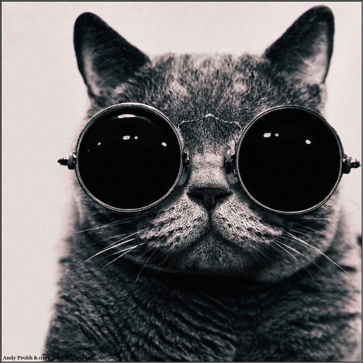 Andrey Prokhorov 戴眼镜的猫