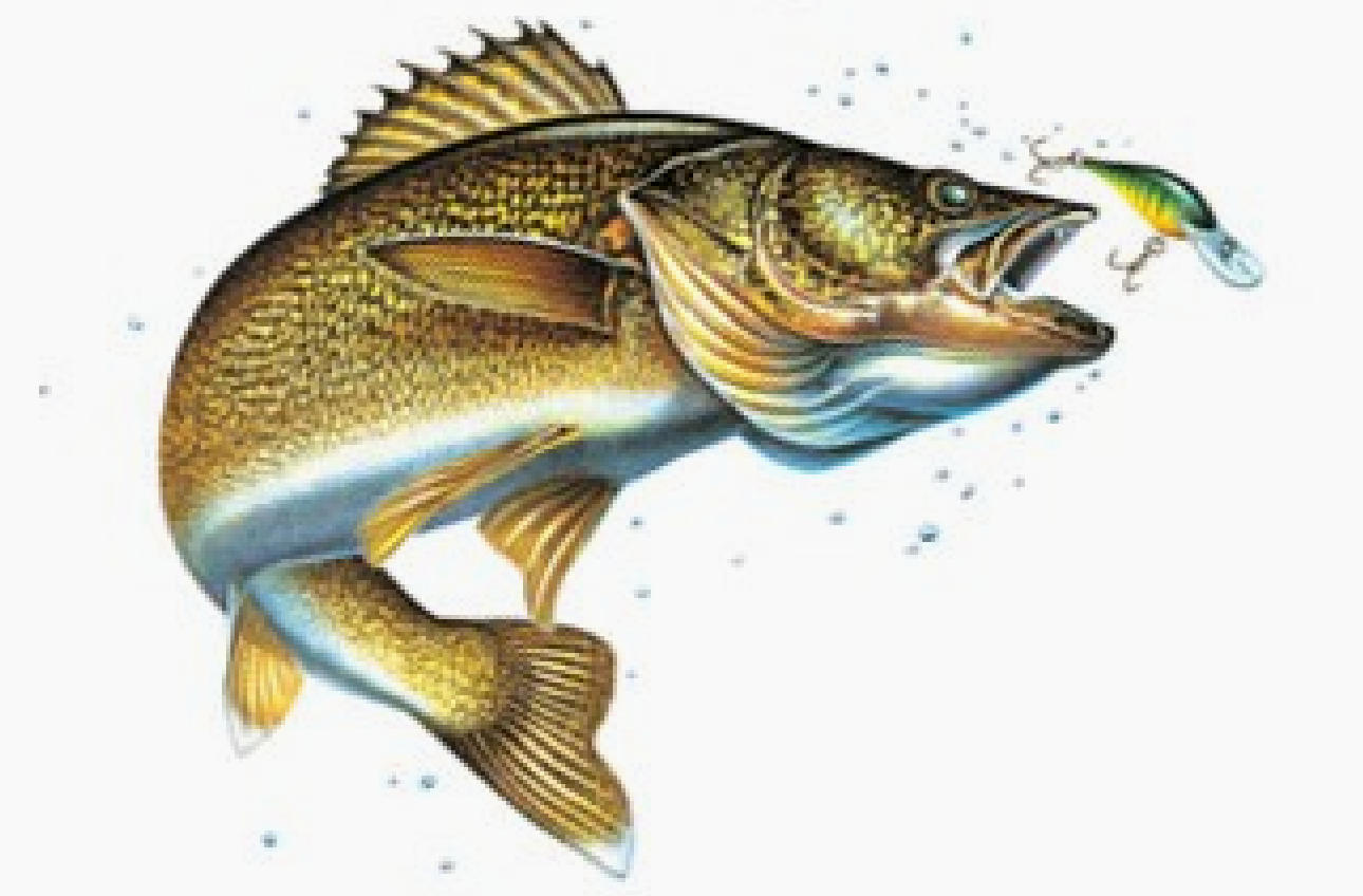 JON Q. WRIGHT 鱼类插画