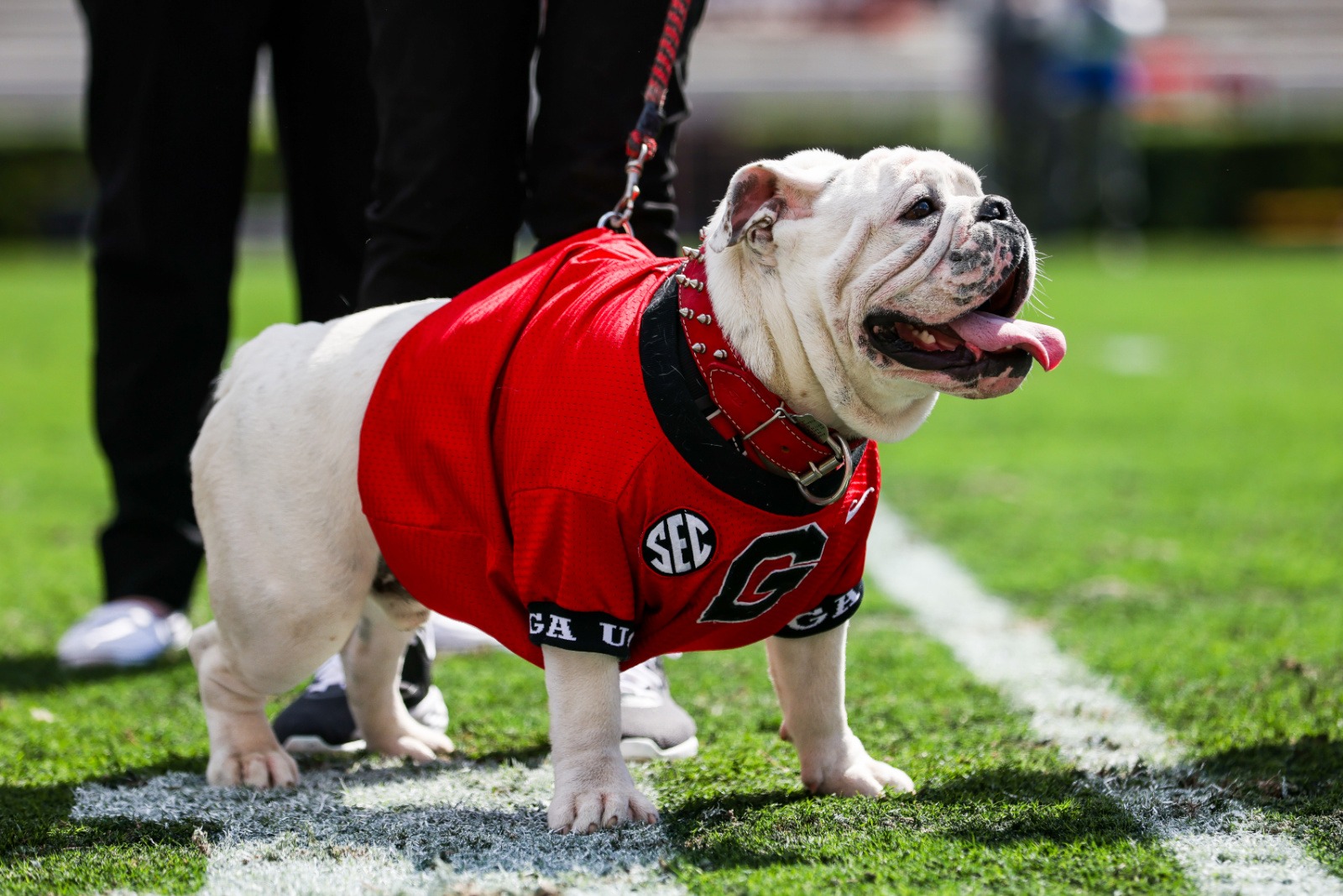 Georgia Bulldogs